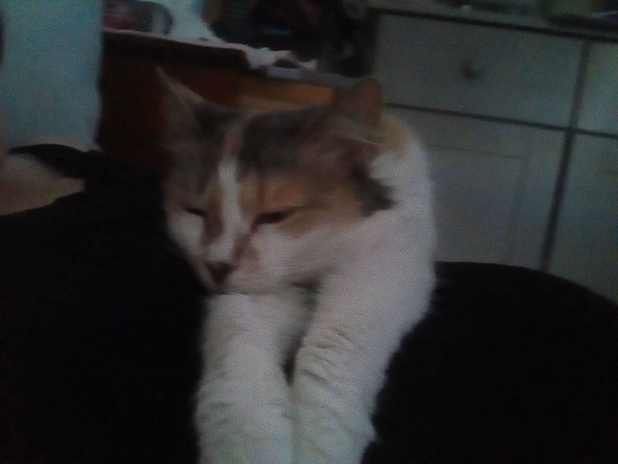 Joy a rejoint le concours — aidez-le/la à gagner de superbes lots ! aegean_cat, carnivore, cat, domestic_short_haired_cat, european_shorthair, felidae, fur, kitten, mammal, norwegian_forest_cat, polydactyl_cat, small_to_medium_sized_cats, snapshot, tail, vertebrate, whiskers