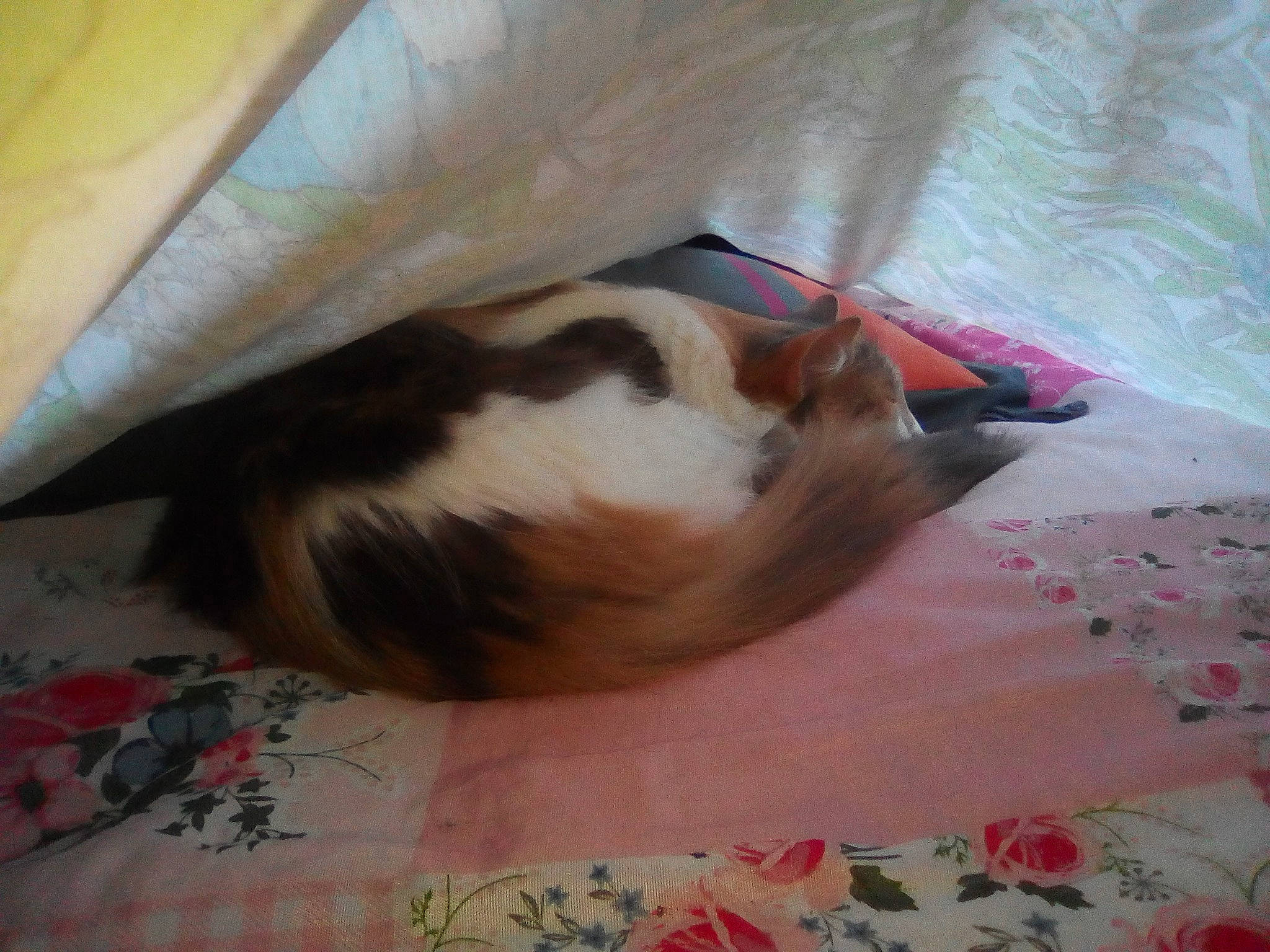 Joy participe au concours pour gagner de l'argent avec cette photo : canidae, cat, fawn, guinea_pig, nap, shih_tzu, tail