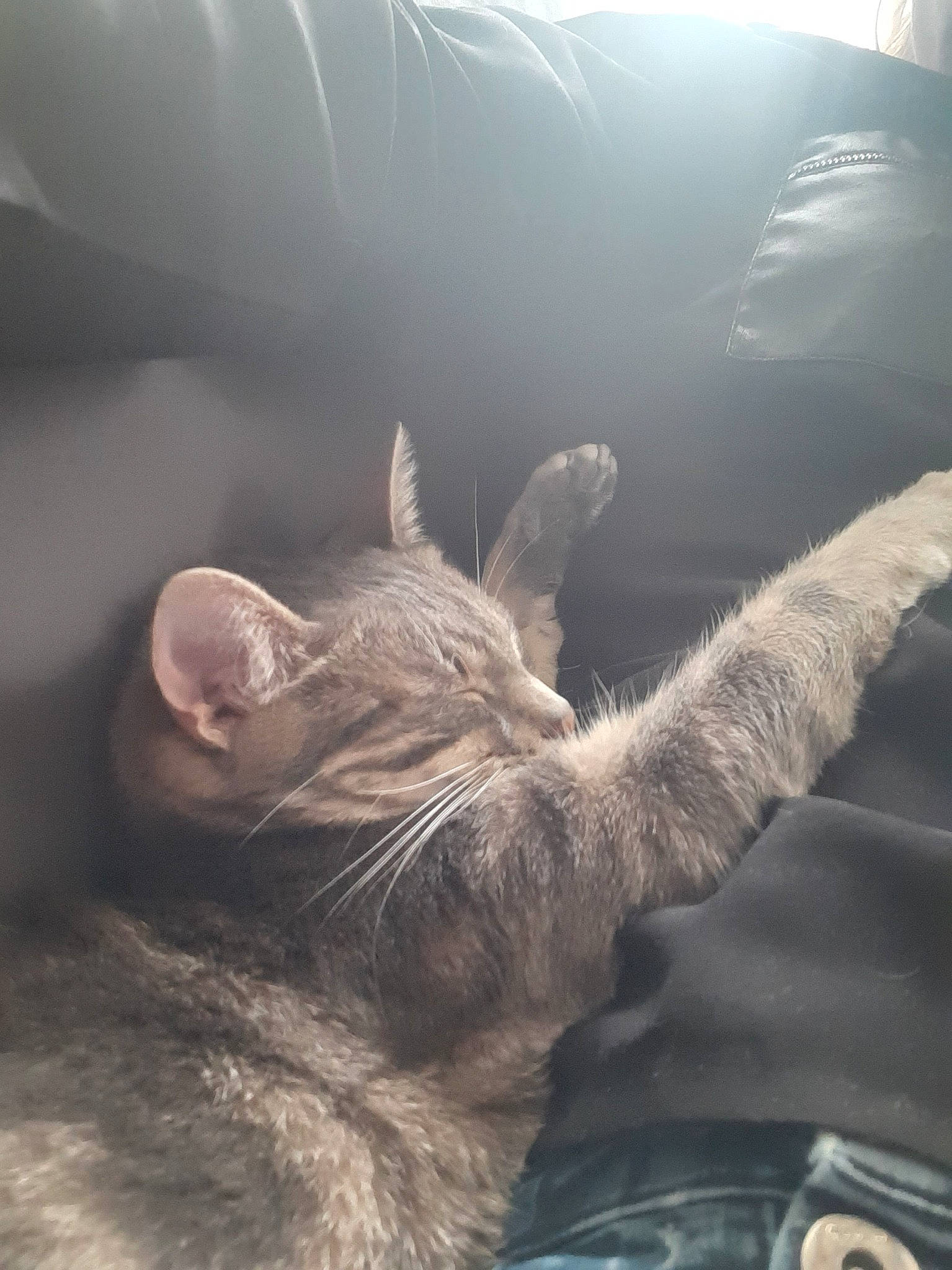 Poussy a rejoint le concours — aidez-le/la à gagner de superbes lots ! carnivore, cat, domestic_short_haired_cat, ear, european_shorthair, felidae, german_rex, kitten, nebelung, sky, sleep, small_to_medium_sized_cats, snout, whiskers