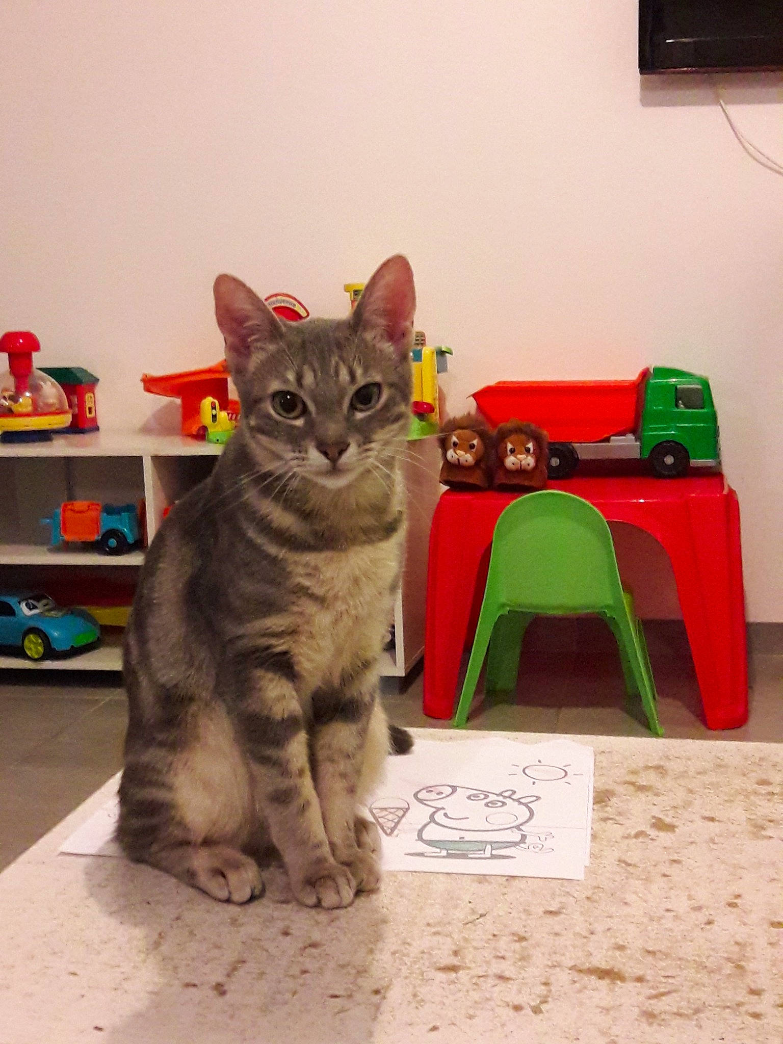 Poussy participe au concours pour gagner de l'argent avec cette photo : american_shorthair, asian, carnivore, cat, domestic_short_haired_cat, european_shorthair, felidae, kitten, korat, small_to_medium_sized_cats, tabby_cat, table, whiskers