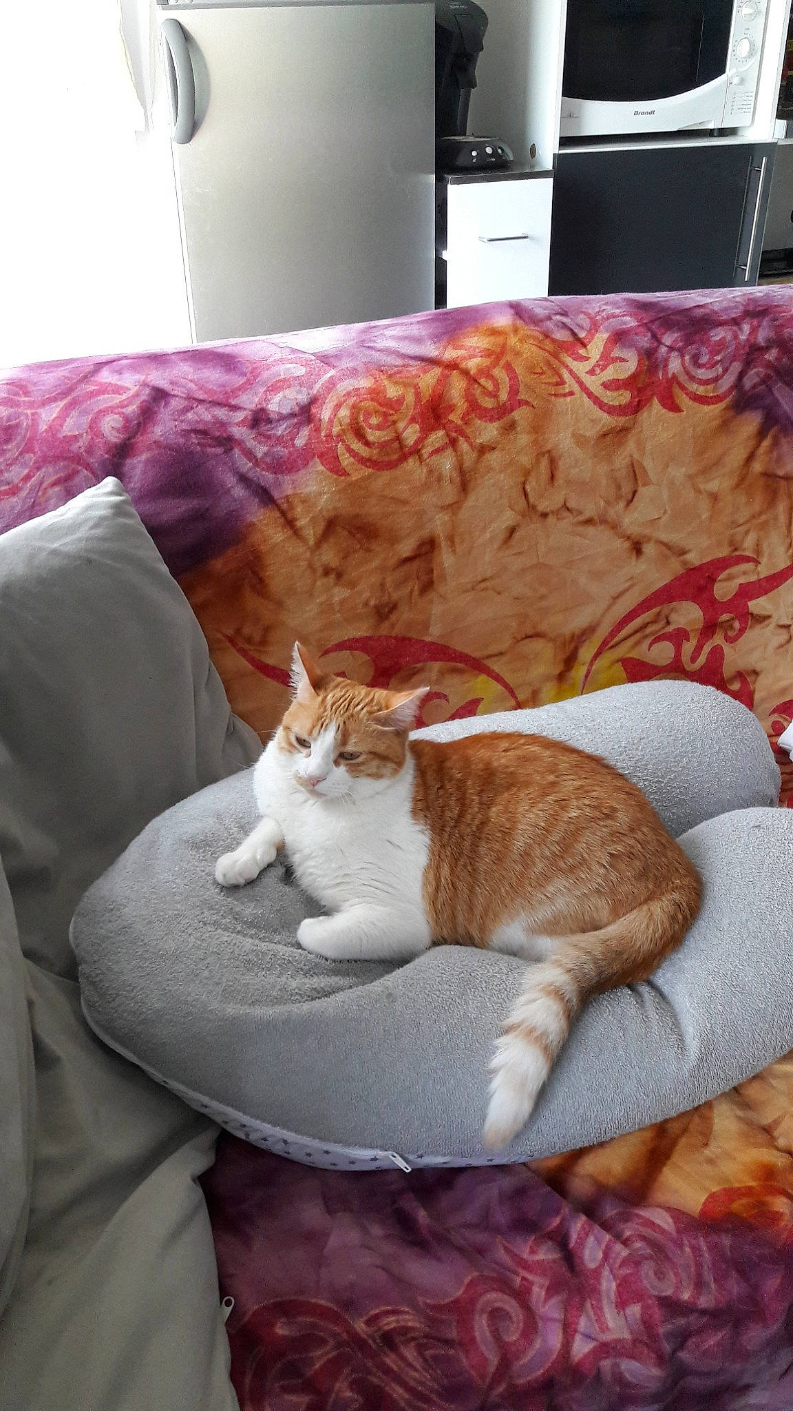 Mina participe au concours pour gagner de l'argent avec cette photo : aegean_cat, bed, carnivore, cat, comfort, couch, european_shorthair, fawn, felidae, fur, furniture, kitten, nap, pillow, room, sleep, small_to_medium_sized_cats, tabby_cat, tail, whiskers