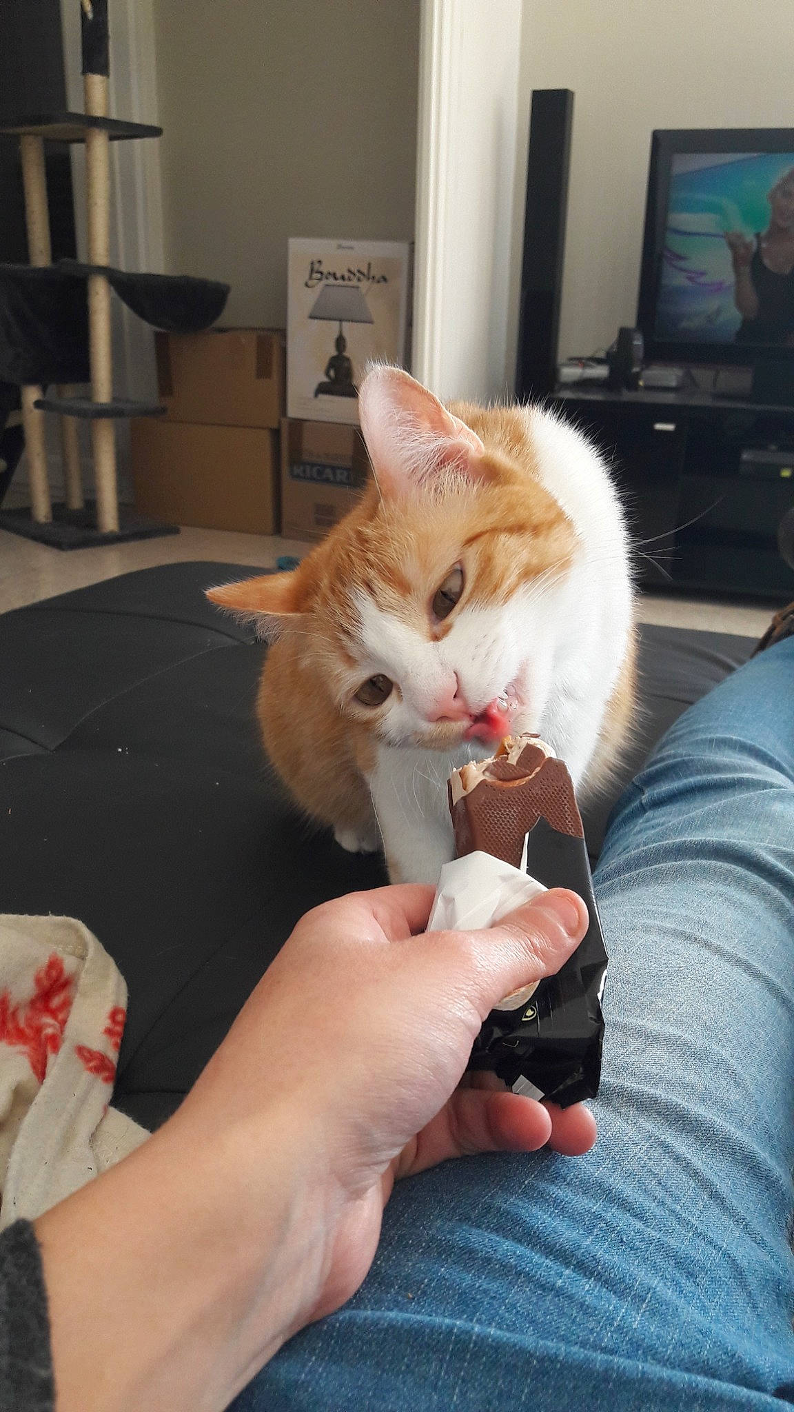 Mina participe au concours pour gagner de l'argent avec cette photo : aegean_cat, asian, burmilla, carnivore, cat, colorpoint_shorthair, domestic_short_haired_cat, european_shorthair, felidae, german_rex, hand, kitten, leg, mammal, polydactyl_cat, singapura, small_to_medium_sized_cats, turkish_angora, turkish_van, whiskers