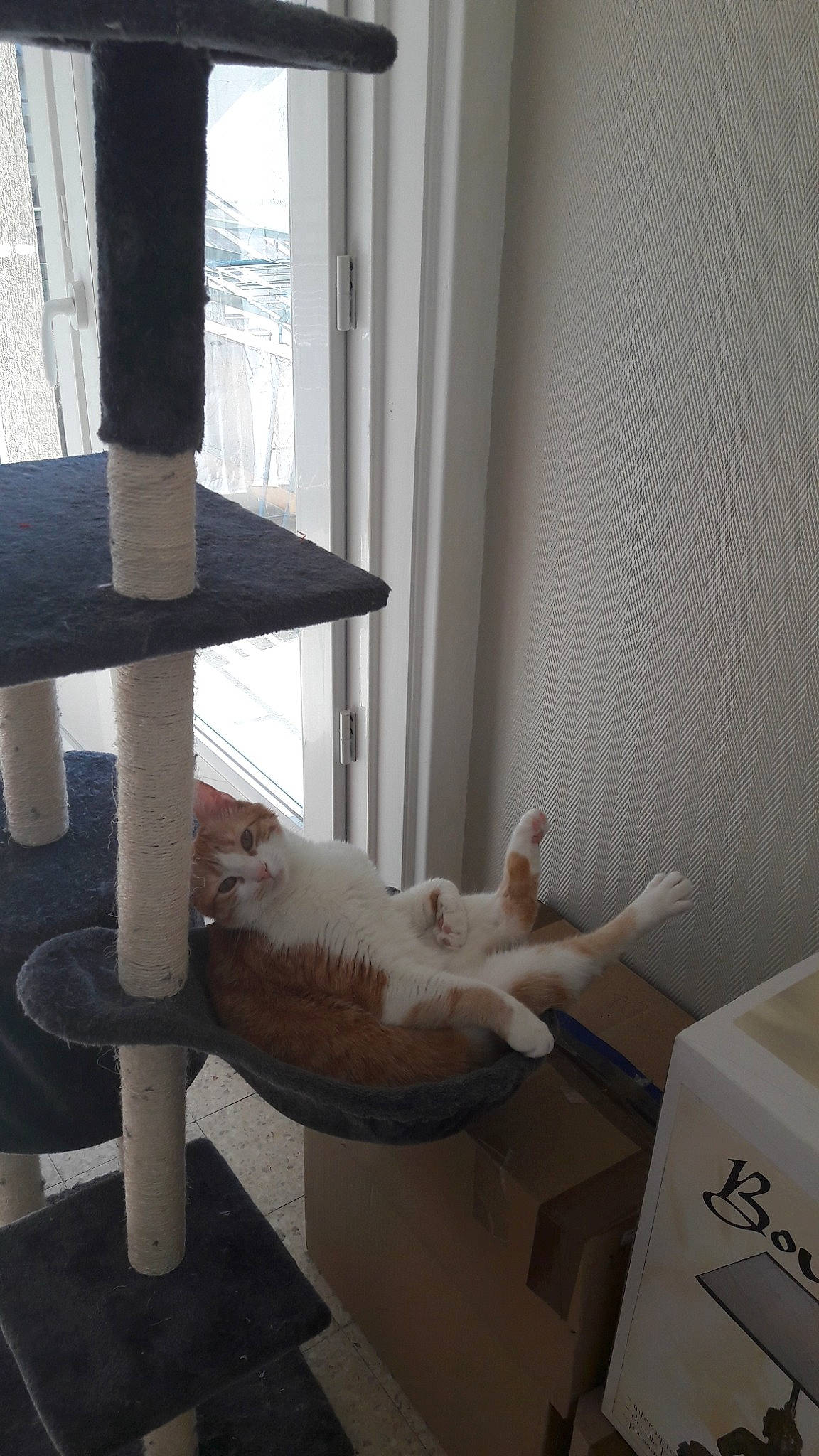 Mina participe au concours pour gagner de l'argent avec cette photo : carnivore, cat, fawn, felidae, small_to_medium_sized_cats, tail