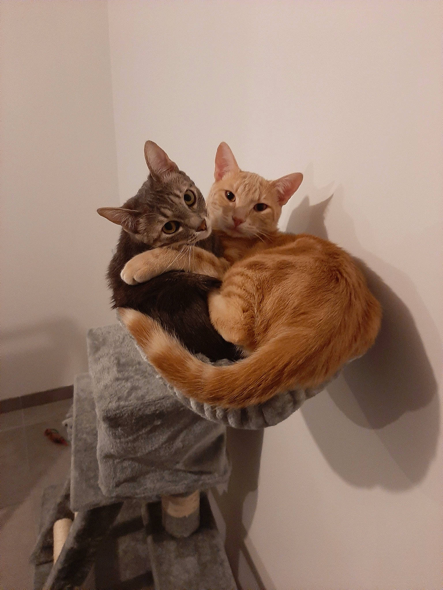 Paco a rejoint le concours — aidez-le/la à gagner de superbes lots ! asian, carnivore, cat, chausie, domestic_short_haired_cat, ear, european_shorthair, fawn, felidae, fur, german_rex, kitten, mammal, small_to_medium_sized_cats, tabby_cat, tail, whiskers