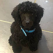 Xiao joined the competition — help win amazing prizes! puppy, dog, black_fur, curly_fur, collar, pet, animal, indoor, tiled_floor, cute, sitting, young_dog, fur, canine, domestic_animal, looking_up, floor, blue_collar, small_dog, adorable