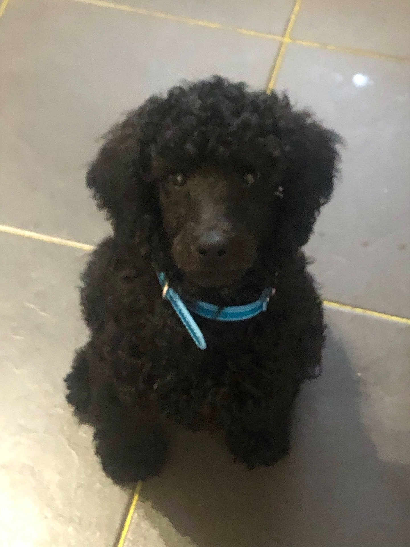 Xiao joined the competition — help win amazing prizes! puppy, dog, black_fur, curly_fur, collar, pet, animal, indoor, tiled_floor, cute, sitting, young_dog, fur, canine, domestic_animal, looking_up, floor, blue_collar, small_dog, adorable
