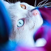 Kaito participe au concours pour gagner de l'argent avec cette photo : cat, close_up, white_cat, heterochromia, blue_eye, amber_eye, whiskers, nose, fur, animal, pet, portrait, colorful, blurred_background, nature, soft_focus, macro, vibrant_colors, mystical, curious