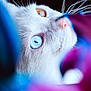cat, close_up, white_cat, heterochromia, blue_eye, amber_eye, whiskers, nose, fur, animal, pet, portrait, colorful, blurred_background, nature, soft_focus, macro, vibrant_colors, mystical, curious