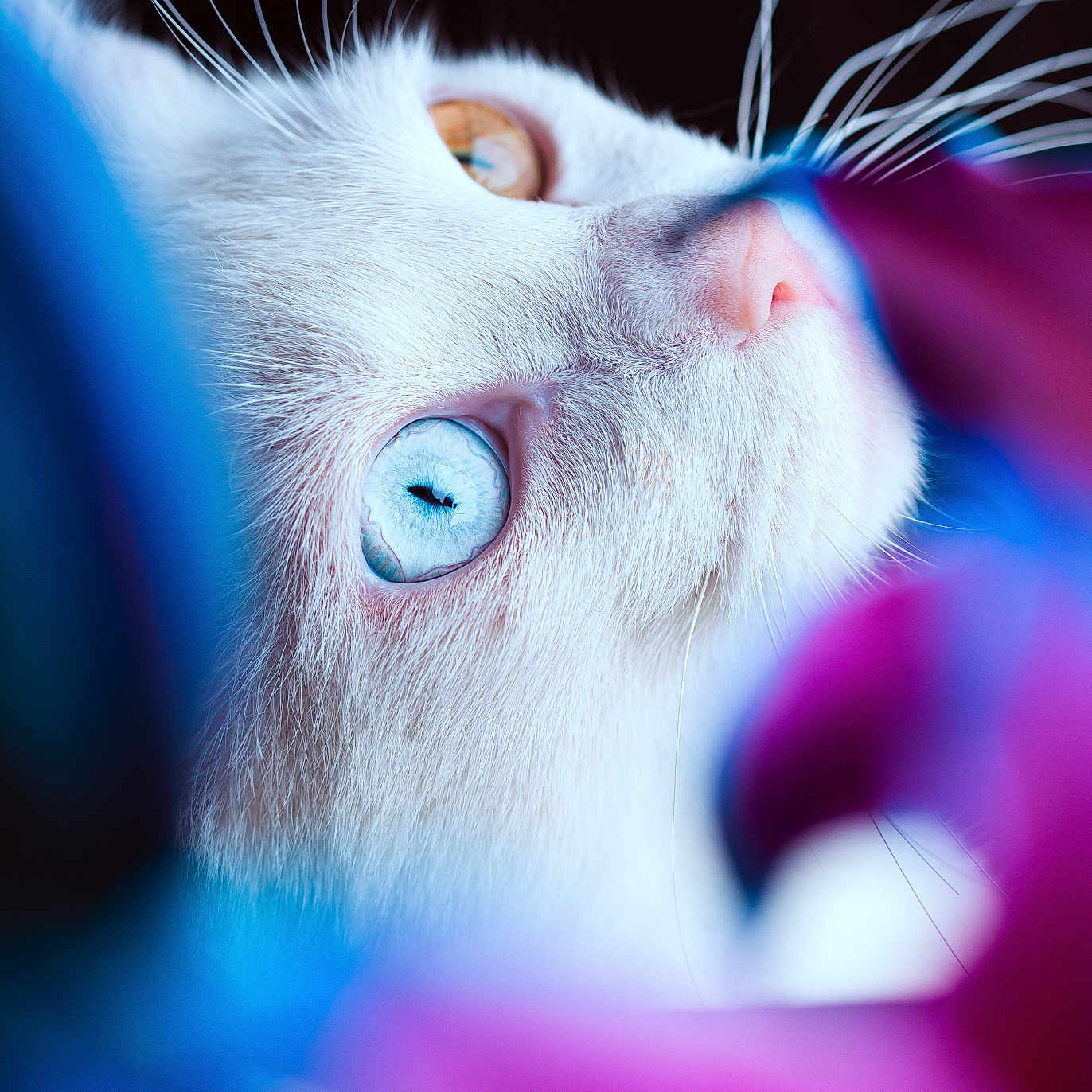 Kaito participe au concours pour gagner de l'argent avec cette photo : amber_eye, animal, blue_eye, blurred_background, cat, close_up, colorful, curious, fur, heterochromia, macro, mystical, nature, nose, pet, portrait, soft_focus, vibrant_colors, whiskers, white_cat
