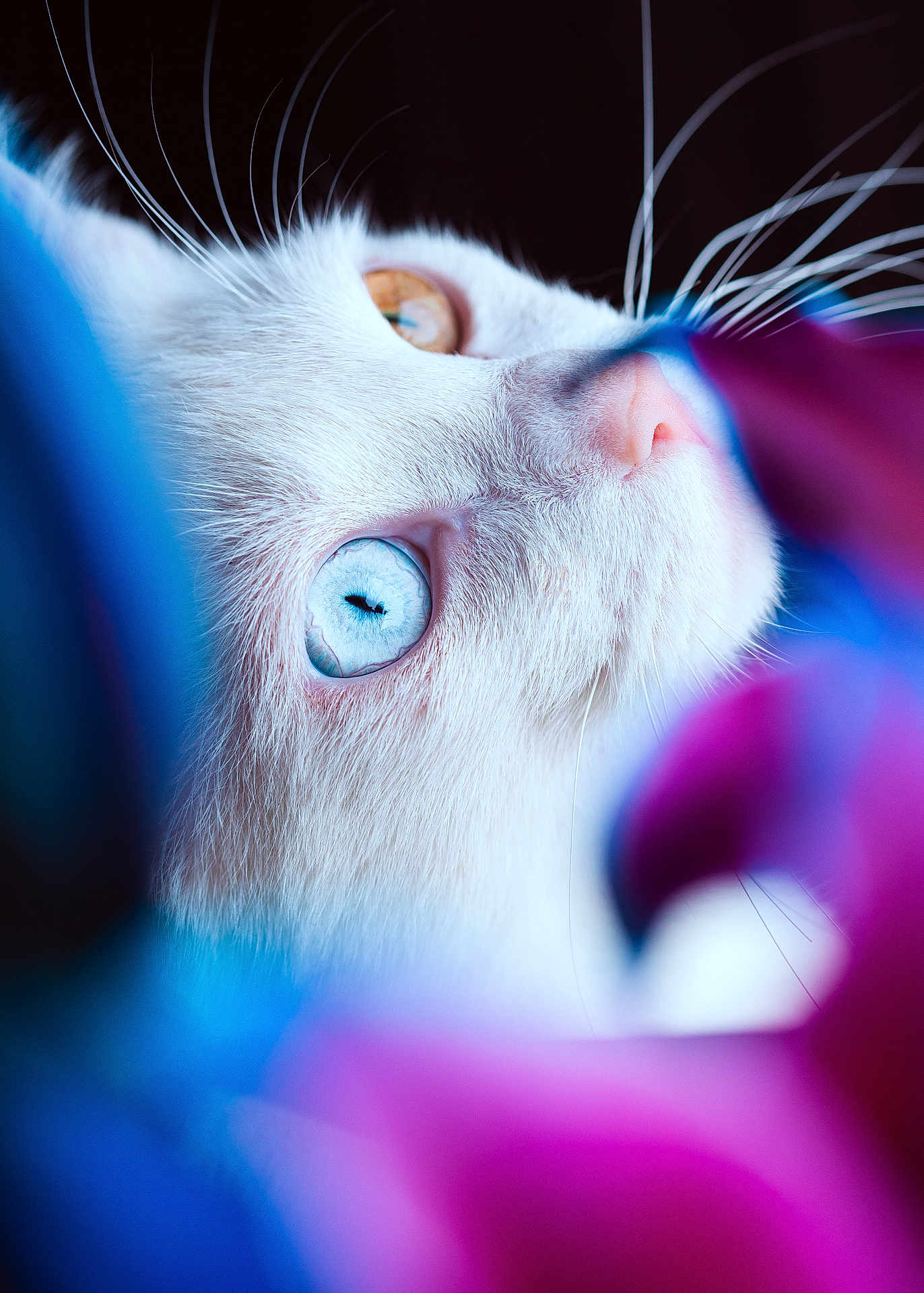 Kaito participe au concours pour gagner de l'argent avec cette photo : cat, close_up, white_cat, heterochromia, blue_eye, amber_eye, whiskers, nose, fur, animal, pet, portrait, colorful, blurred_background, nature, soft_focus, macro, vibrant_colors, mystical, curious