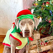 Jett is registered to the contest to win money with this photo: dog, christmas_tree, holiday, decorations, presents, wooden_floor, costume, pet, festive, indoor, brown_dog, sitting, red_and_green, holiday_lights, ornaments, christmas, cute, animal, celebration, seasonal