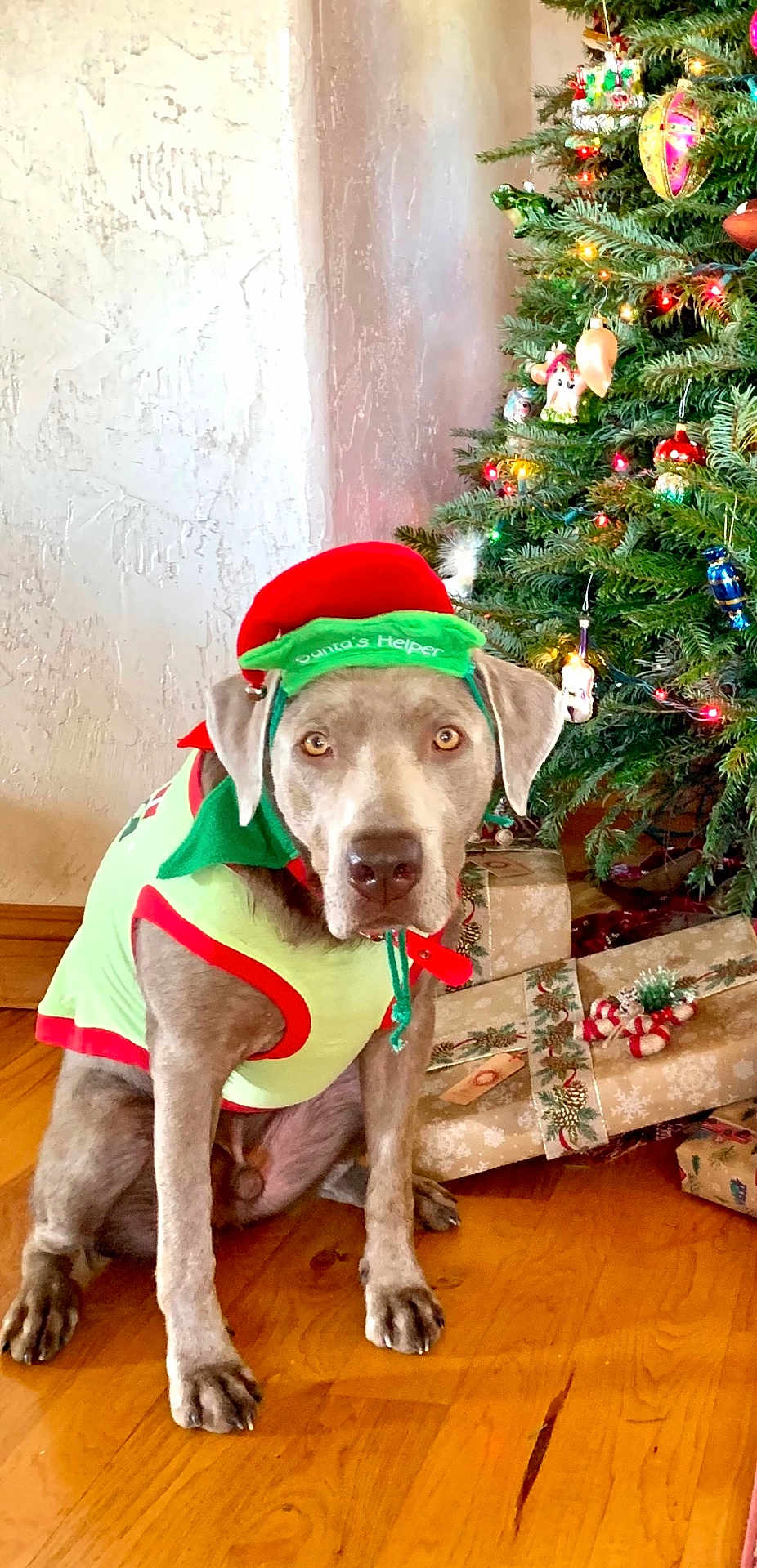 Jett is registered to the contest to win money with this photo: dog, christmas_tree, holiday, decorations, presents, wooden_floor, costume, pet, festive, indoor, brown_dog, sitting, red_and_green, holiday_lights, ornaments, christmas, cute, animal, celebration, seasonal