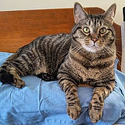 Finn joined the competition — help win amazing prizes! cat, tabby_cat, feline, pet, animal, bed, pillow, blue_pillow, wooden_headboard, indoor, resting, lying_down, whiskers, ears, green_eyes, striped_fur, cute, domestic_cat, close_up, fur