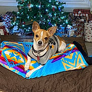 Tater is registered to the contest to win money with this photo: dog, blanket, christmas_tree, holiday, presents, decorations, indoor, pet, canine, festive, lights, colorful, cute, relaxed, fur, collar, wooden_table, quilted, wrapped_gifts, home