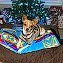 dog, blanket, christmas_tree, holiday, presents, decorations, indoor, pet, canine, festive, lights, colorful, cute, relaxed, fur, collar, wooden_table, quilted, wrapped_gifts, home