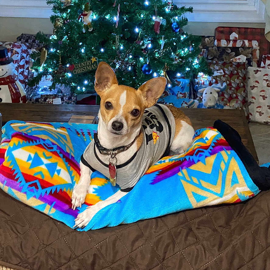 Tater is registered to the contest to win money with this photo: blanket, canine, christmas_tree, collar, colorful, cute, decorations, dog, festive, fur, holiday, home, indoor, lights, pet, presents, quilted, relaxed, wooden_table, wrapped_gifts