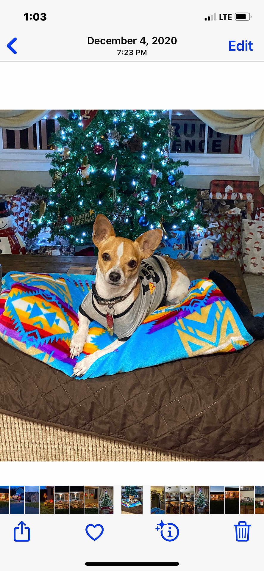 Tater is registered to the contest to win money with this photo: dog, blanket, christmas_tree, holiday, presents, decorations, indoor, pet, canine, festive, lights, colorful, cute, relaxed, fur, collar, wooden_table, quilted, wrapped_gifts, home