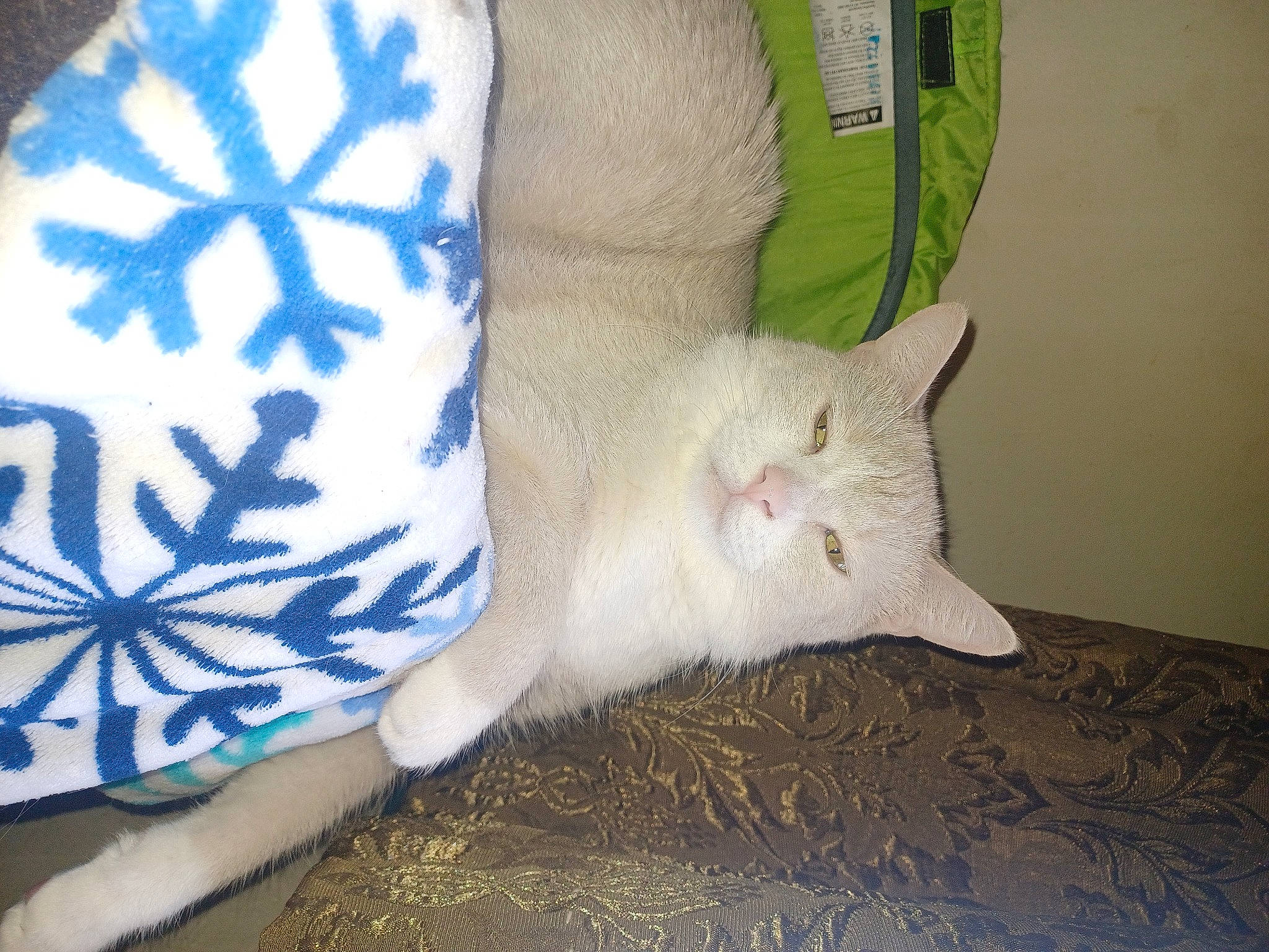 Cane is registered to the contest to win money with this photo: carnivore, cat, claw, comfort, domestic_short_haired_cat, fashion_accessory, fawn, felidae, fur, linens, pattern, paw, petal, small_to_medium_sized_cats, snout, tail, whiskers