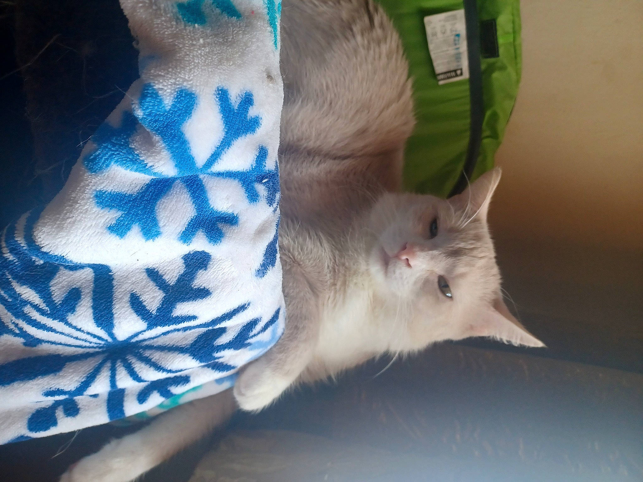 Cane is registered to the contest to win money with this photo: carnivore, cat, claw, comfort, domestic_short_haired_cat, electric_blue, fawn, felidae, foot, fur, gesture, linens, nail, pattern, paw, small_to_medium_sized_cats, snout, tail, whiskers