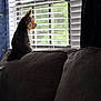 Blue is registered to the contest to win money with this photo: dog, small_dog, couch, window, blinds, indoor, pet, furniture, side_view, looking_out, curtain, domestic, fur, animal, quiet, daylight, home, cozy, still_life, contemplative