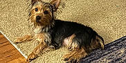 Blue is registered to the contest to win money with this photo: dog, small_dog, carpet, toy, ears, floor, wood_floor, indoor, pet, animal, curious, brown, black, fur, laying_down, looking_at_camera, cozy, home, cute, scruffy