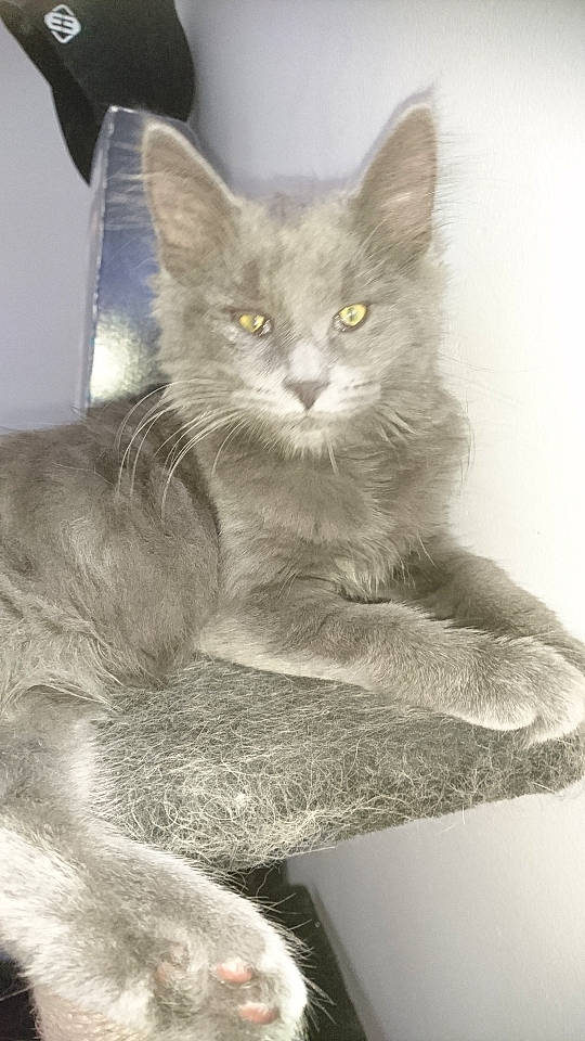 Cendre participe au concours pour gagner de l'argent avec cette photo : asian, british_shorthair, carnivore, cat, chartreux, domestic_short_haired_cat, felidae, kitten, korat, mammal, nebelung, oriental_longhair, russian_blue, small_to_medium_sized_cats, tail, turkish_angora, vertebrate, whiskers