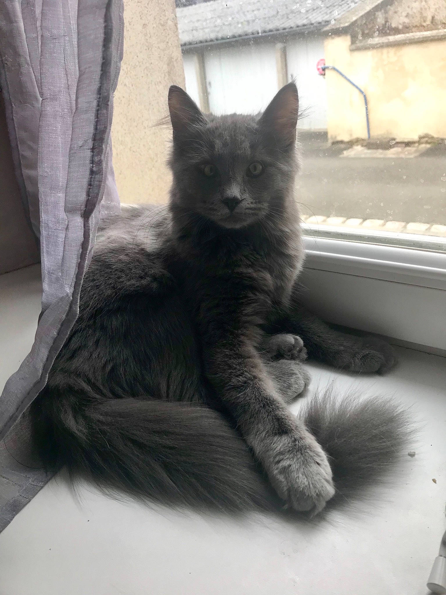 Cendre participe au concours pour gagner de l'argent avec cette photo : asian, black_and_white, black_cat, british_shorthair, carnivore, cat, chartreux, domestic_short_haired_cat, felidae, kitten, korat, mammal, nebelung, russian_blue, small_to_medium_sized_cats, tail, turkish_angora, vertebrate, whiskers