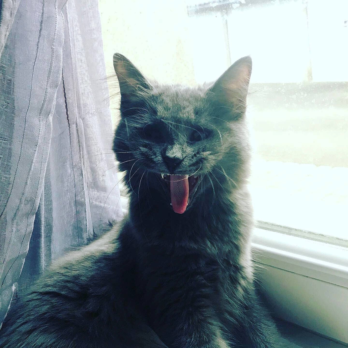 Cendre a rejoint le concours — aidez-le/la à gagner de superbes lots ! black_cat, carnivore, cat, ear, eye, facial_expression, felidae, fur, kitten, mammal, nebelung, sky, small_to_medium_sized_cats, smile, snapshot, snout, tail, whiskers, window, yawn