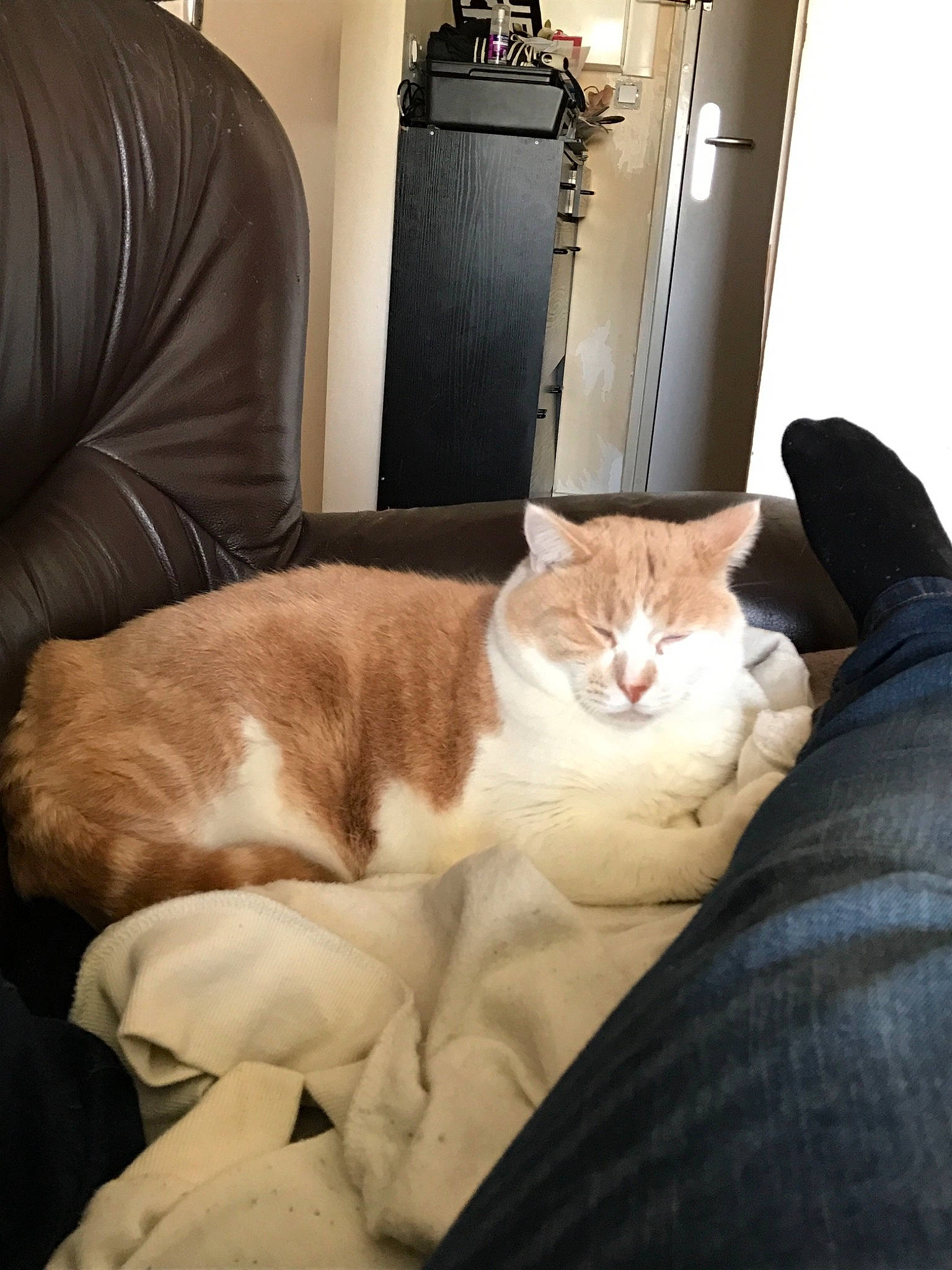 Cannabis participe au concours pour gagner de l'argent avec cette photo : asian, carnivore, cat, chair, comfort, couch, ear, fawn, felidae, fur, furniture, kitten, lap, leg, nap, sitting, small_to_medium_sized_cats, whiskers