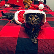 Sweetie joined the competition — help win amazing prizes! cat, tabby_cat, santa_costume, bed, pillow, plush_toy, red, black, checkered, pet, animal, cozy, indoor, furniture, holiday, christmas, cute, relaxed, domestic, fur