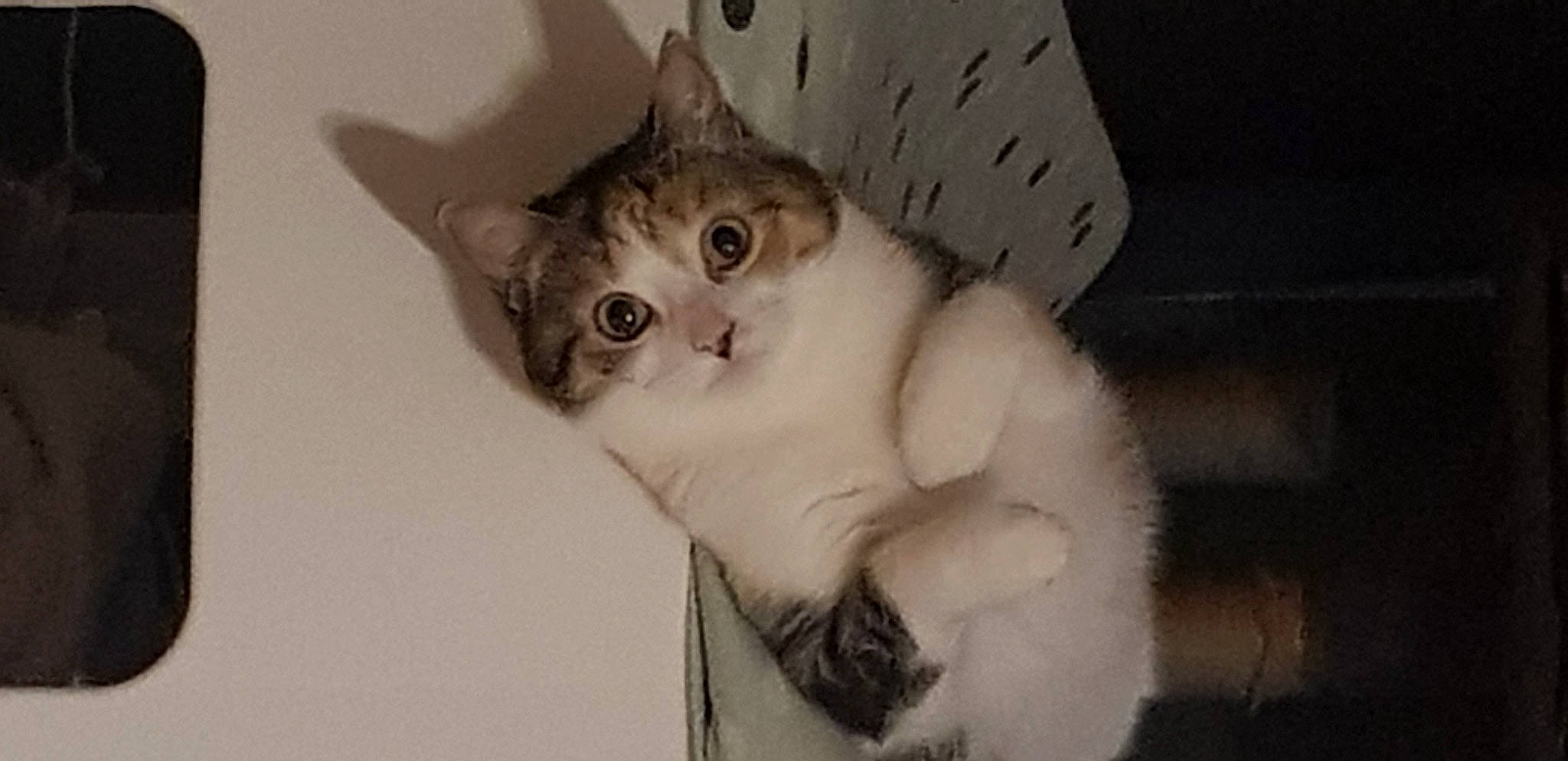 Abby participe au concours pour gagner de l'argent avec cette photo : carnivore, cat, domestic_short_haired_cat, ear, eye, fawn, felidae, fur, monochrome_photography, paw, small_to_medium_sized_cats, snout, tail, whiskers