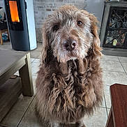 Doodle participe au concours pour gagner de l'argent avec cette photo : animal, brown_coat, canine, companion, cozy, curly_fur, cute, dog, ears, floor, furniture, home, indoor, living_room, looking_up, pet, portrait, snout, stove, tile_floor