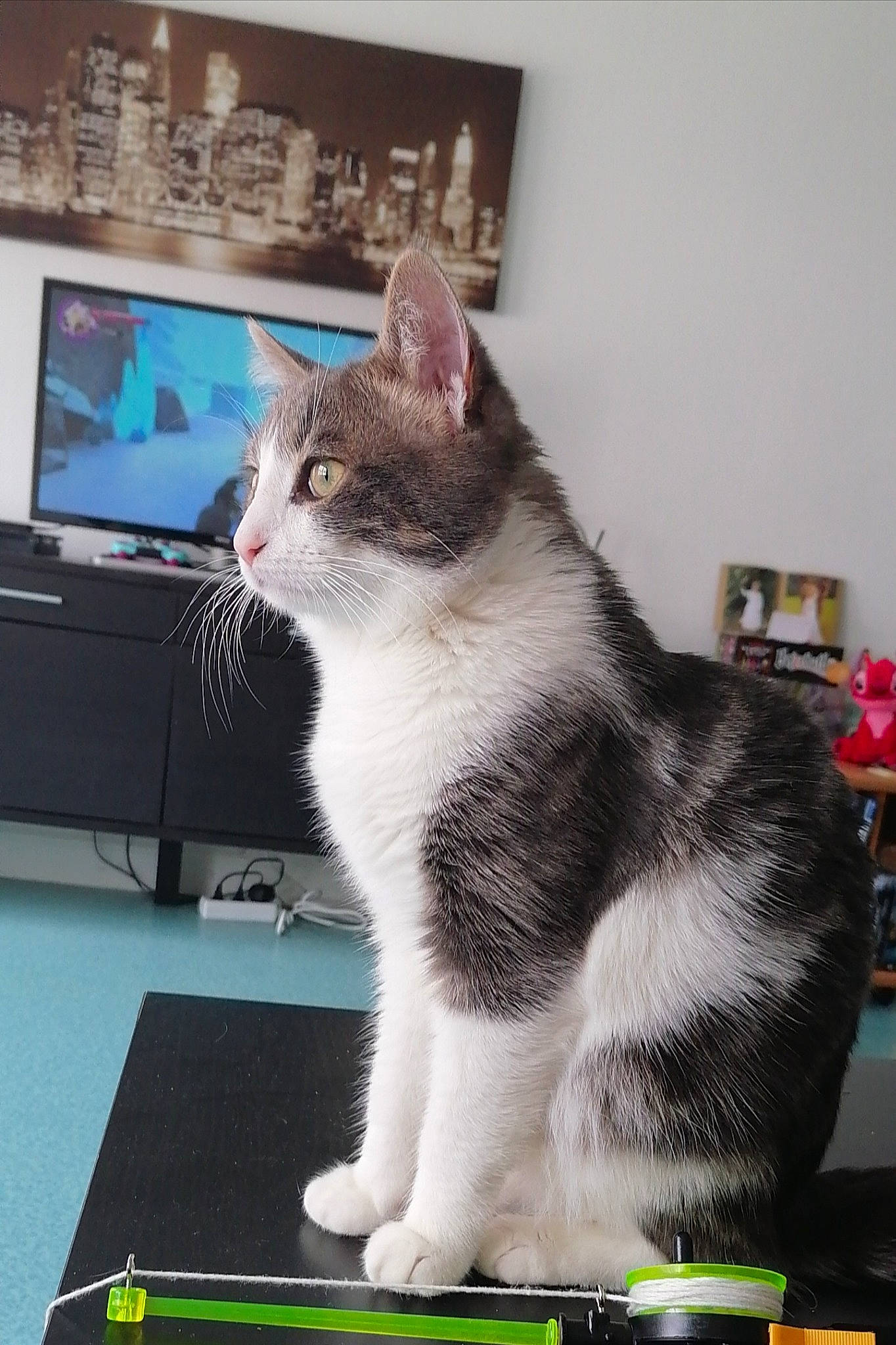 Bounty a rejoint le concours — aidez-le/la à gagner de superbes lots ! carnivore, cat, computer_keyboard, computer_monitor, display_device, domestic_short_haired_cat, felidae, flat_panel_display, fur, home_appliance, output_device, paw, peripheral, picture_frame, small_to_medium_sized_cats, snout, tail, television, television_set, whiskers