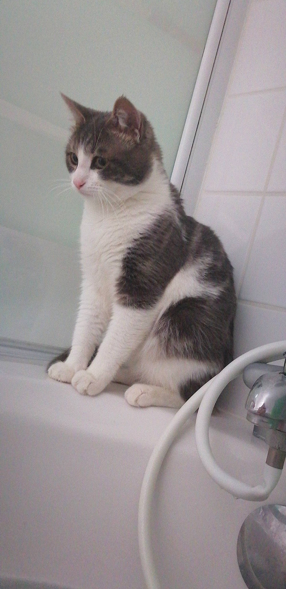 Bounty a rejoint le concours — aidez-le/la à gagner de superbes lots ! bathroom, carnivore, cat, domestic_short_haired_cat, eye, felidae, flooring, fluid, fur, household_supply, paw, plumbing, plumbing_fixture, sink, small_to_medium_sized_cats, snout, tail, tap, whiskers, window