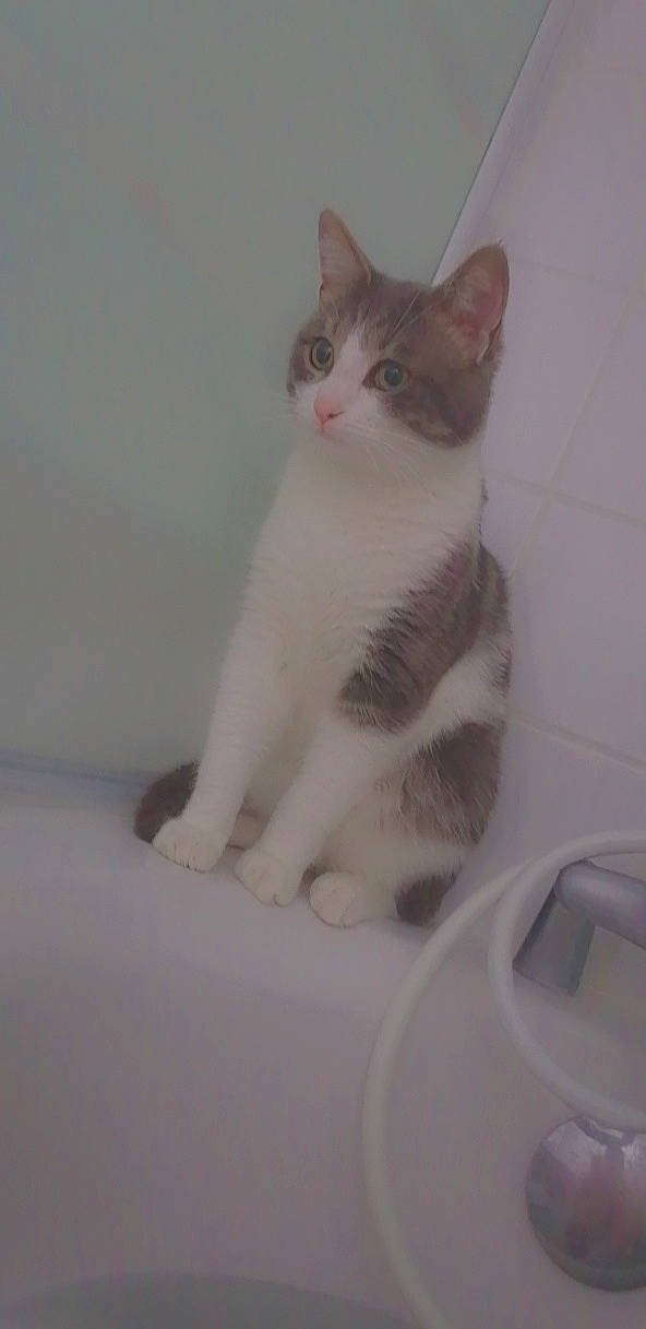 Bounty participe au concours pour gagner de l'argent avec cette photo : carnivore, cat, domestic_short_haired_cat, eye, felidae, foot, fur, paw, sitting, small_to_medium_sized_cats, snout, tail, terrestrial_animal, whiskers, window