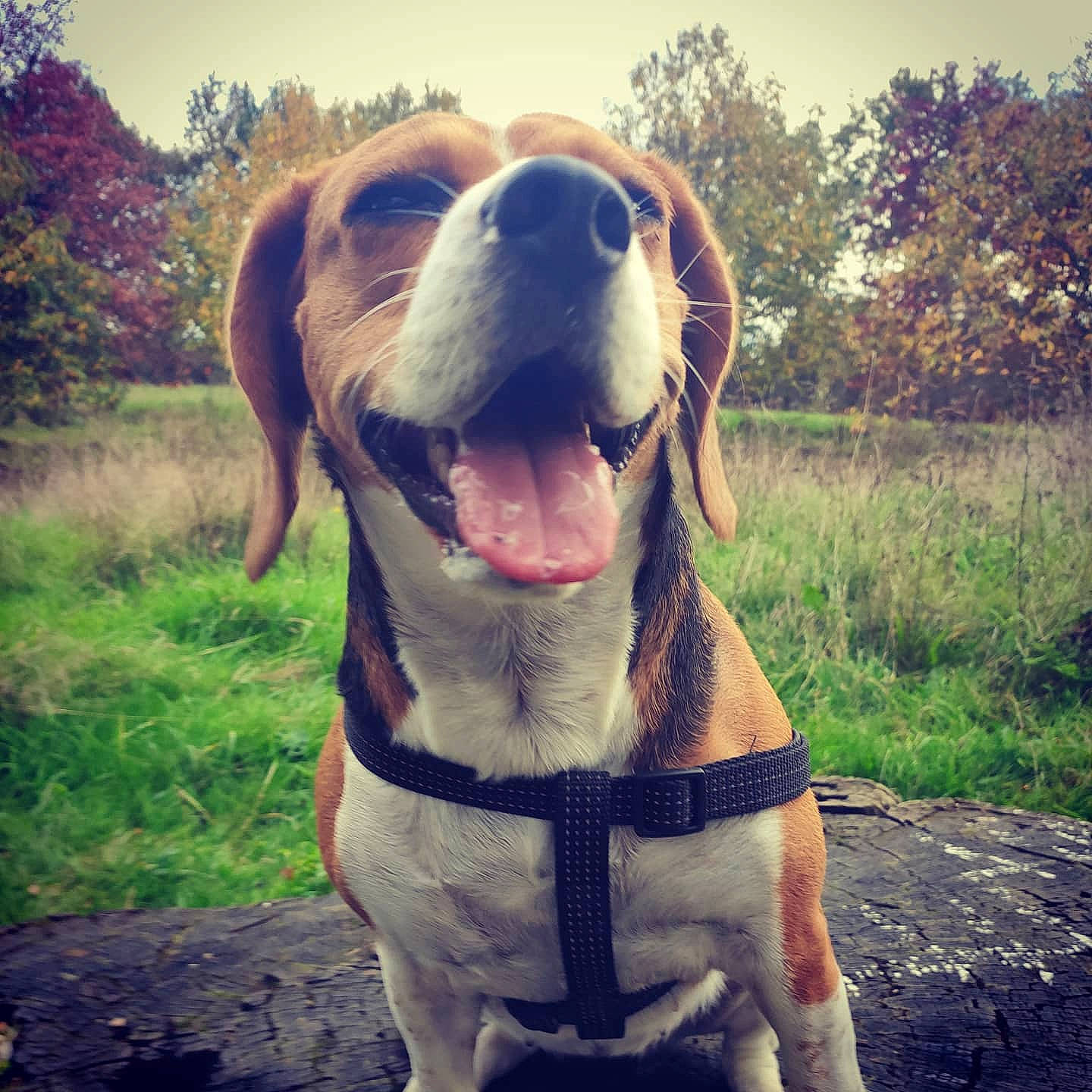 Jaya participe au concours pour gagner de l'argent avec cette photo : carnivore, collar, companion_dog, cool, dog, dog_breed, dog_collar, fawn, grass, happy, mammal, plant, sky, snout, summer, sunlight, tree, whiskers, wilderness, working_animal