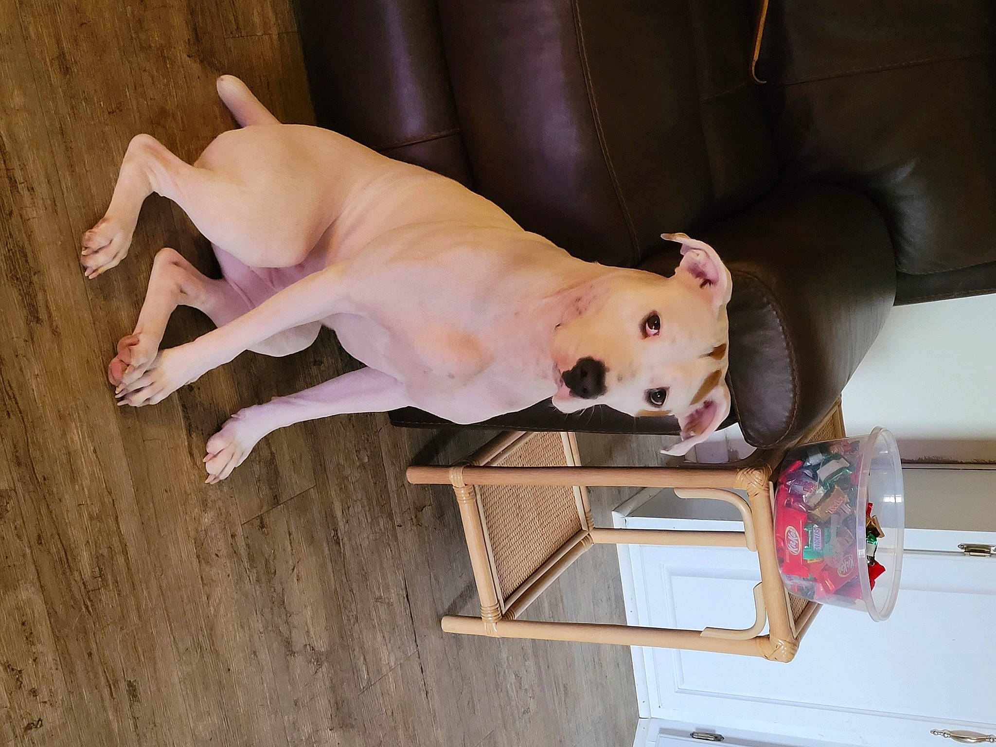 Suga Mae joined the competition — help win amazing prizes! art, canidae, carnivore, companion_dog, dog, dog_breed, fawn, flooring, guard_dog, hardwood, paw, snout, sporting_group, stuffed_toy, tail, terrestrial_animal, toy, toy_dog, wood, working_animal