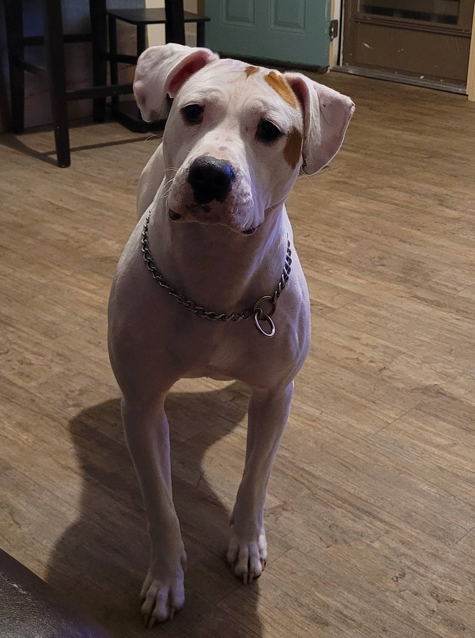 Suga Mae joined the competition — help win amazing prizes! canidae, carnivore, collar, companion_dog, dog, dog_breed, dog_collar, eye, floor, flooring, hardwood, leash, liver, pet_supply, varnish, whiskers, wood, wood_flooring, wood_stain, working_animal