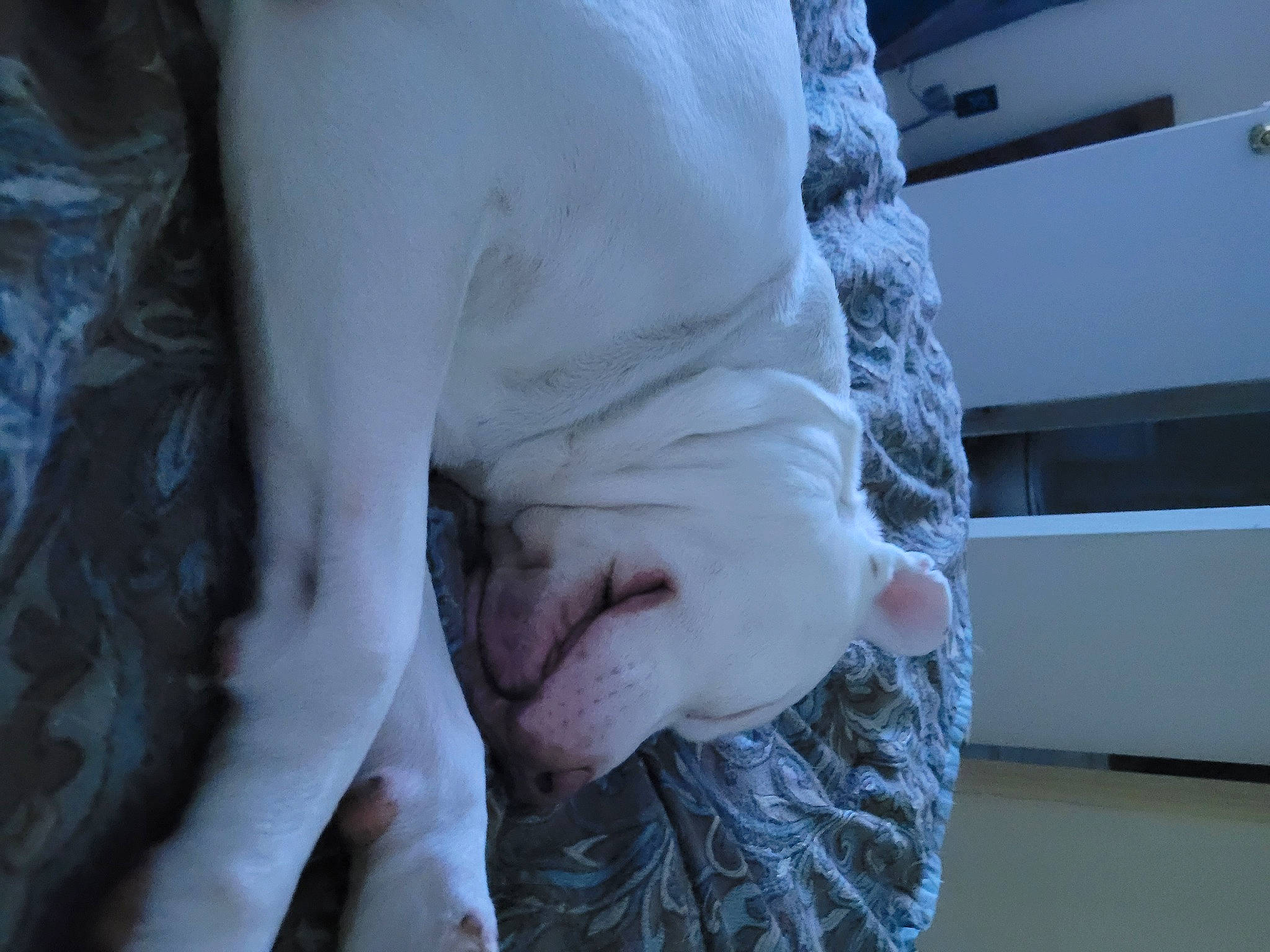 Kilo is registered to the contest to win money with this photo: abdomen, canidae, chest, elbow, feather, felidae, flesh, freezing, fur, gesture, human_leg, knee, linens, nail, sleeve, sporting_group, waist, winter, wool, wrinkle