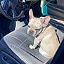 Spike is registered to the contest to win money with this photo: dog, french_bulldog, car_interior, car_seat, steering_wheel, dashboard, sunlight, vehicle, pet, animal, seat, grumpy, waiting, indoor, transportation, window, door, leather, gray_seat, closeup