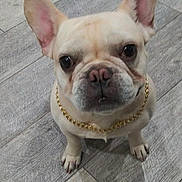 Spike joined the competition — help win amazing prizes! dog, french_bulldog, pet, animal, canine, flooring, wood_floor, gold_chain, sitting, looking_up, ears, cute, indoor, portrait, companion, mammal, domestic_animal, close_up, whiskers, paws