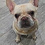 dog, french_bulldog, pet, animal, canine, flooring, wood_floor, gold_chain, sitting, looking_up, ears, cute, indoor, portrait, companion, mammal, domestic_animal, close_up, whiskers, paws