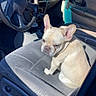 Spike is registered to the contest to win money with this photo: animal, canine, car_interior, companion, cute, dashboard, daylight, dog, driver_seat, french_bulldog, gray_seat, indoor, pet, seat, sitting, small_dog, steering_wheel, sunlight, vehicle, window