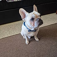 Spike joined the competition — help win amazing prizes! animal, attentive, bow_tie, brown, carpet, collar, companion, cute, dog, ears, face, french_bulldog, fur, household, indoor, mammal, pet, portrait, sitting, white