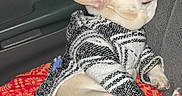 Spike is registered to the contest to win money with this photo: animal, black_and_white, blanket, canine, car_seat, comfort, cozy, cute, dog, domestic_animal, french_bulldog, indoor, nap, patterned_blanket, pet_clothing, resting, seat, sleeping, small_dog, travel