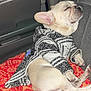 Spike is registered to the contest to win money with this photo: dog, sleeping, pet_clothing, car_seat, blanket, french_bulldog, animal, cozy, indoor, resting, cute, canine, seat, travel, comfort, small_dog, patterned_blanket, black_and_white, nap, domestic_animal