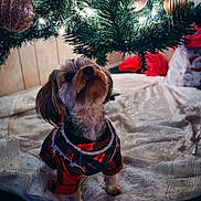 Maggie Mae is registered to the contest to win money with this photo: dog, small_dog, plaid_clothing, christmas_tree, christmas_ornaments, tree_lights, holiday, festive, decorations, tree_skirt, indoor, pet, cute, looking_up, fur, holiday_season, cozy, red, black, wood_paneling