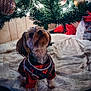 dog, small_dog, plaid_clothing, christmas_tree, christmas_ornaments, tree_lights, holiday, festive, decorations, tree_skirt, indoor, pet, cute, looking_up, fur, holiday_season, cozy, red, black, wood_paneling