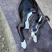 Aïko participe au concours pour gagner de l'argent avec cette photo : alert, black_coat, bone, canine, chewing, close_up, concrete, cute, dog, fur, ground, looking_up, mat, outdoor, paws, pet, playful, portrait, resting, white_marking