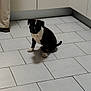 puppy, dog, black_and_white, kitchen, tile_floor, floor, indoor, pet, sitting, animal, canine, young_dog, white_paws, cabinet, person, pants, shoe, domestic, quiet, companion